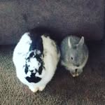 Echo_King_Rabbit - @echo_king_rabbit - Instagram