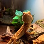 Echo Knight Speiser - @echodabeardie - Instagram