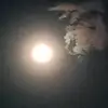 laddamaneechom - @laddamaneechom - TikTok
