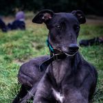 Lady Echo Lau - @lady.echo.greyhound - Instagram