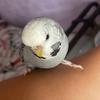 Echo and Lewis - @echo_the_buggie - TikTok