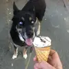 Echo the Dog - @echo_lin - TikTok