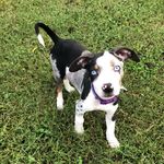 Echo Mae | Catahoula - @echo_theprincesswarrior - Instagram