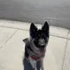echo mae! 🐶 - @echo.the.shepsky - TikTok