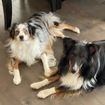 Silly_Shelties+Aussie - @sydney_echo_mila - Instagram