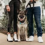 Echo🐾 - @echo_miranda_ - Instagram