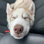Echo Moore - @echohuskywolf - Instagram