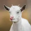 echonelson7 - @echonelson7 - TikTok