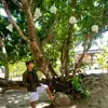 nelson_echo - @nelson_echo - TikTok