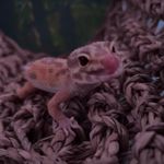 @echo_reggie_fan_page - Instagram