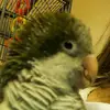 Echo_parrot_fyp?? - @echo_parrot_fyp - TikTok