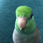 Echo The Parrotlet - @echo.parrotlet - Instagram