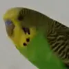 EchoTheParrot - @echotheparrot - TikTok