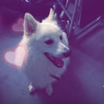 Echo🐶Price - @3cho_pric3 - Instagram