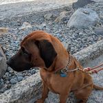 Echo Reed - @echo_the_ridgeback - Instagram