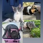 Brylee& Pawlie& Myla& Jasper& Echo &Reese& Shadow 🐾 - @bryleespets - Instagram