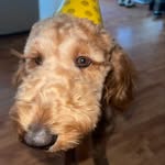 Echo Rice - @echodoodle_ - Instagram