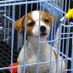 Echo 🇵🇭 - @echo.thejackrussell - Instagram