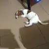 Echo Russel - @echorussel_pet - TikTok