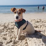 Echo the Jack Russell - @echo_thejackrt - Instagram
