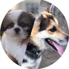 Echo&Ryan 🐶🦮 - @echoandryan - TikTok