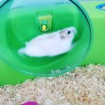 Echo - @echo_savage_hamster - Instagram