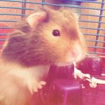 Echo - @echo_the_savage - Instagram