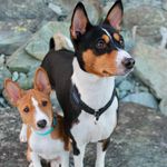 Storm🐾Catarro Cani Nayo Mohatu - @echo_and_scott - Instagram