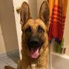 andrea orozco583 - @echothegermanshep - TikTok