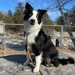 Echo the Australian Sheppard - @aussiepupecho - Instagram