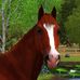 Echo Valley Sims - Facebook
