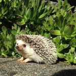 echo smith🦔 - @echo.the.hog - Instagram