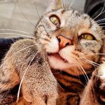 Echo - @echospeedcatto - Instagram
