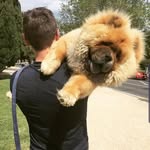 SPENCER THE  CHOW 🦁🐶 - @spencerthechow - Instagram