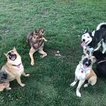 Echo, Summer, Bear & Zeta - @3gsds_and_a_huskyboy - Instagram