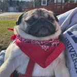 Echo Sweeney - @echo_the.pug - Instagram