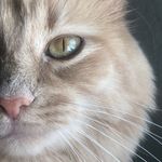 Echo - @echo._.taylor - Instagram