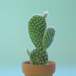 Echo Taylor - @softlang - Instagram