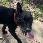 Echo Anthony Thomas - @echo.geko - Instagram