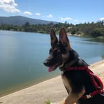 Echo Maria Thomas - @echo__the__gsd - Instagram