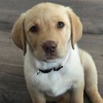 Echo Thomas - @echo.lab - Instagram