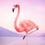 Echo Thompson - @thepinkflamingolady - Instagram