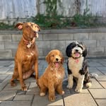 Echo and Tucker - @echoandtucker - Instagram