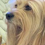 Echo and Tucker AATDogs - @echoandtucker.aatdogs - Instagram