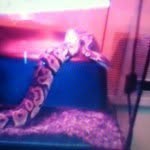 Echo "Noodle" Tucker - @echothesnake - Instagram