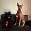 Tucker & Echo - @tucker_and_echo - TikTok