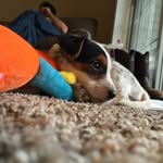 Echo And Chief Turner - @echoandchief - Instagram