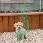 Echo - @echo__walker_ - Instagram