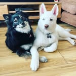 Echo - @pomskyecho_walker - Instagram