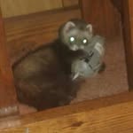 Echo Walker - @echo.the.stink - Instagram
